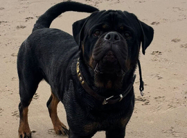 STUD only KC registered Rottweiler