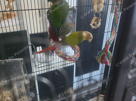 Pair of bonded conures