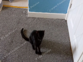 Black 4 month old kitten