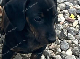 Girl Dachshund black and tan