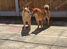 Exceptional puppis arę waiting for their news home