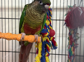 Conure pair