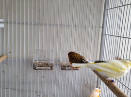 Canaries  cock for sale x 3