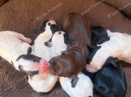 Cocker spaniel puppies