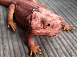 Red Monster Bearded Dragon