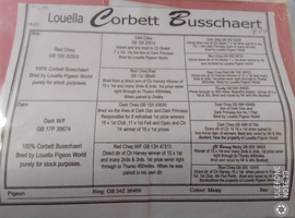 Corbet Busschaert x Jules Severi