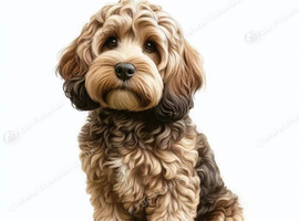 Loving rural home awaits male cockerpoo