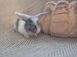 Mini lop doe