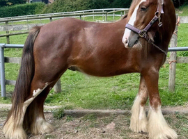 Chilli &ndash; 12.2hh Rising 4 Cob Stallion