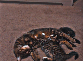 Female cat