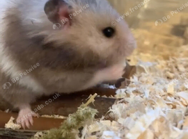 Hamster for sale
