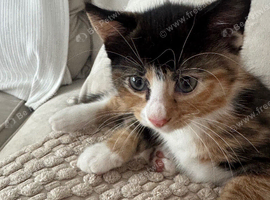 Adorable well socialized kittens
