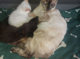 Kittens for sale waiting for there forever homes