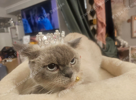 Female british shorthair 2 yers old