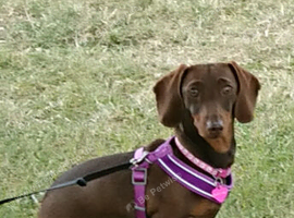 Miniature smooth haired Dachshund puppies for ssle