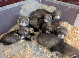 Beautiful, Well-Handled Ferret Kits Looking for Loving Homes!