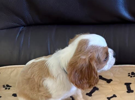 Pure Bred Cavalier King Charles Spaniels