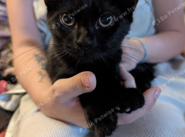 Maine coon X black male