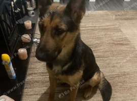 German Shepherd Puppy For Sale