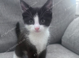 Kittens