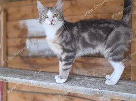 Tabby girl
