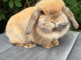 Mini lop adult female