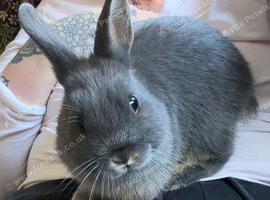 Blue Otter Netherland Dwarf
