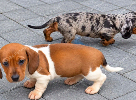 Dachshund puppies ready now