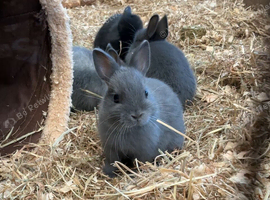Netherlands dwarf baby bunnies ready soon