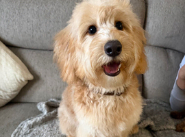 looking to rehome my cockapoo