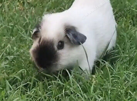 Shyguy &ndash; Californian Guinea Pig Looking for a Loving Home
