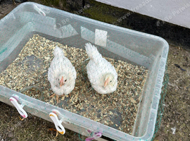 Pekin