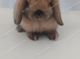 10 week old chocolate point buck