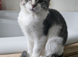3 beautiful tabby kittens for sale