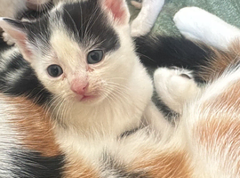 Last Kitten For Sale - Ready Soon