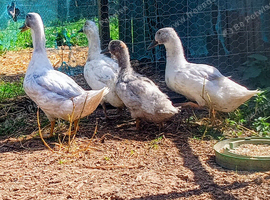 ***EDITED*** Swedish Ducks 2026 hatch