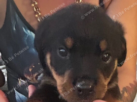 Gorgeous Rottweiler pups