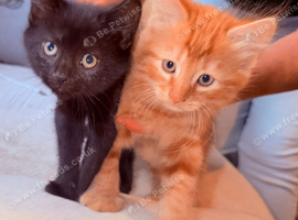 Kittens