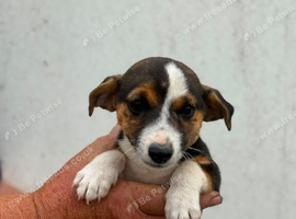 3 miniature jack Russell
