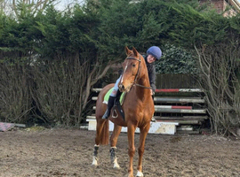 4 year old kwpn chestnut gelding project