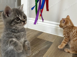 READY NOWPedigree British Shorthair kittens