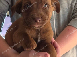 Staff x lab puppies 2 girls left ready to go