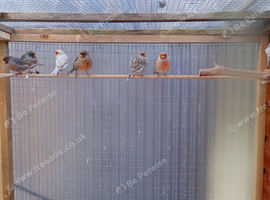Canarys for sale different colors 6 cock birds