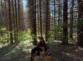 8 Months Old German Shepherd