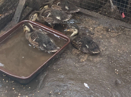 Four Mallard ducklings