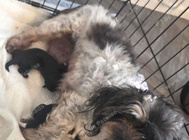 2 handsome boy shihtzus