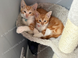 Two 12 week old kittens