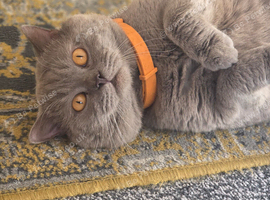 British shorthaired pure breed GCCF active