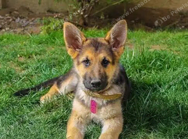German Shepherd