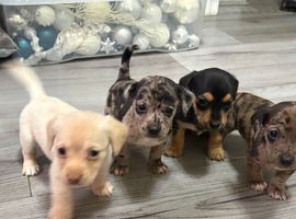 Beautiful Jackweenies for sale